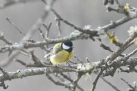 Parus major