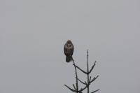Buteo buteo