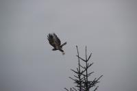 Buteo buteo