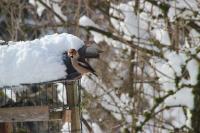 Coccothraustes coccothraustes