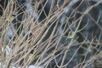 Coccothraustes coccothraustes