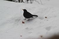 Turdus merula