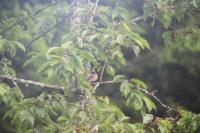 Phoenicurus phoenicurus