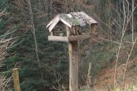 Coccothraustes coccothraustes