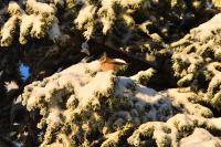 Lophophanes cristatus