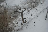 Fringilla montifringilla