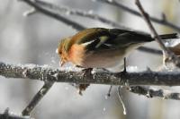 Fringilla coelebs