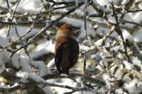 Coccothraustes coccothraustes