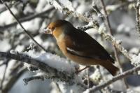 Coccothraustes coccothraustes