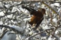 Coccothraustes coccothraustes