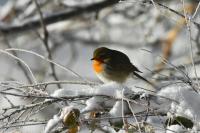 Erithacus rubecula