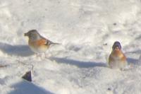Fringilla montifringilla