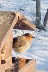 Erithacus rubecula