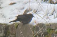 Turdus merula