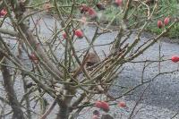 Troglodytes troglodytes