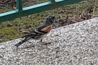 Fringilla montifringilla