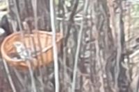 Fringilla montifringilla