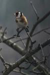 Carduelis carduelis