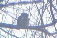 Glaucidium passerinum