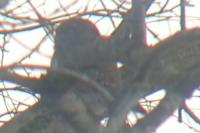 Glaucidium passerinum