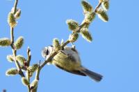 Cyanistes caeruleus