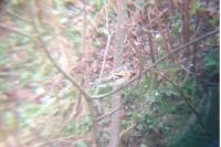 Fringilla montifringilla