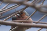Fringilla coelebs