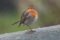 Erithacus rubecula