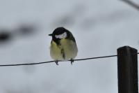 ornitho