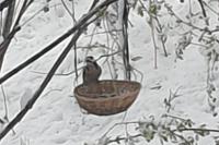 Dendrocopos major