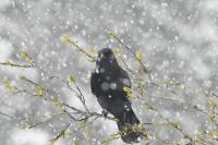 Corvus corone