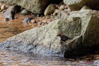 Cinclus cinclus