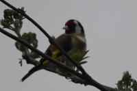 Carduelis carduelis