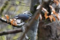 Sitta europaea