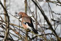 Garrulus glandarius