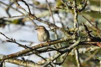Passer domesticus