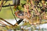 Fringilla coelebs