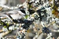 Poecile palustris