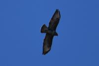 Buteo buteo