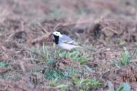 Motacilla alba