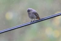 Phoenicurus ochruros