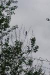 ornitho