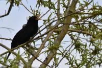 Turdus merula