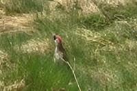 Picus viridis