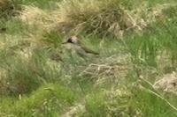Picus viridis