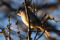 Fauvette à tête noire