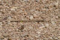 Charadrius dubius