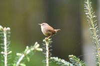Troglodytes troglodytes