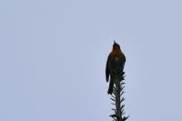 Erithacus rubecula