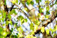 Carduelis carduelis